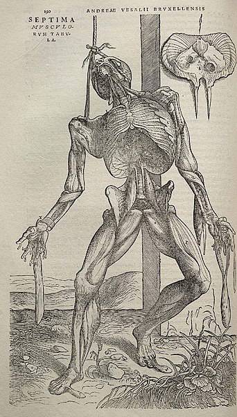 Vesalius_Allegorical_Anatomy.jpg